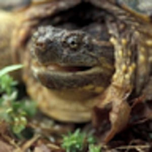 Meet your Posher, Miles